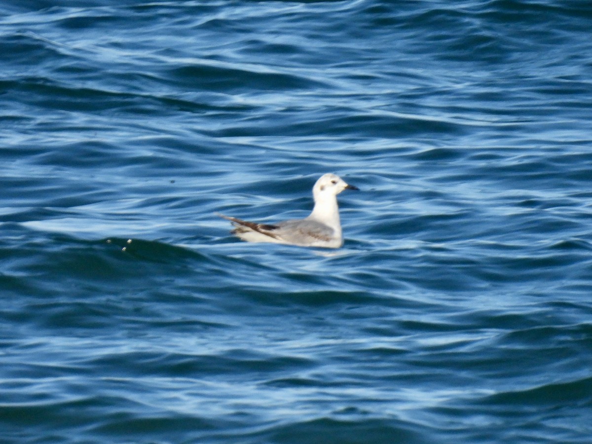 Bonaparte's Gull - ML619484302