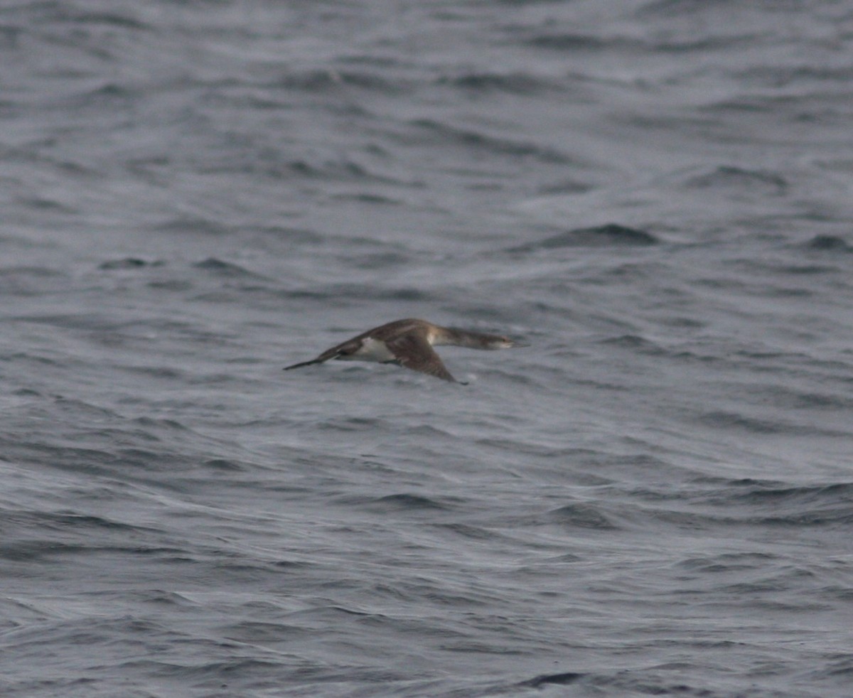 Red-throated Loon - David Vander Pluym