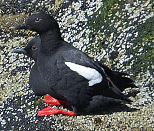 Pigeon Guillemot - johnny powell