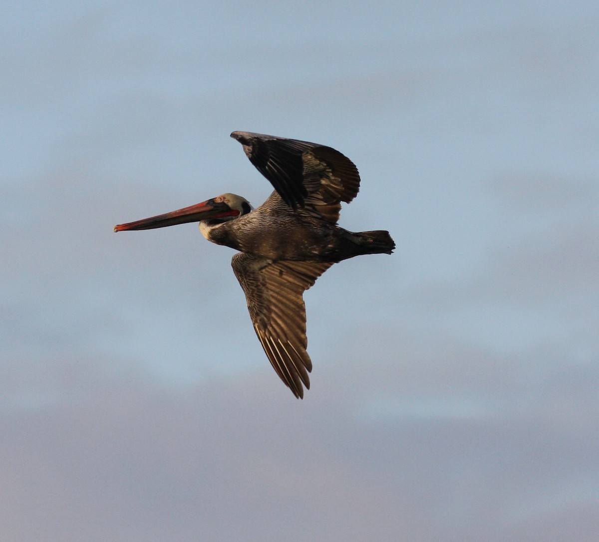 Brown Pelican - David Vander Pluym