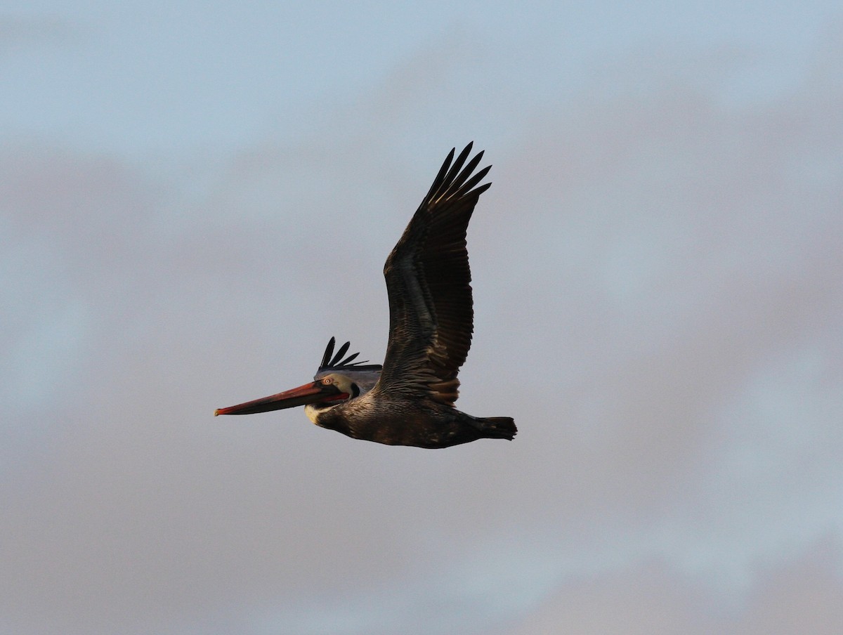 Brown Pelican - David Vander Pluym