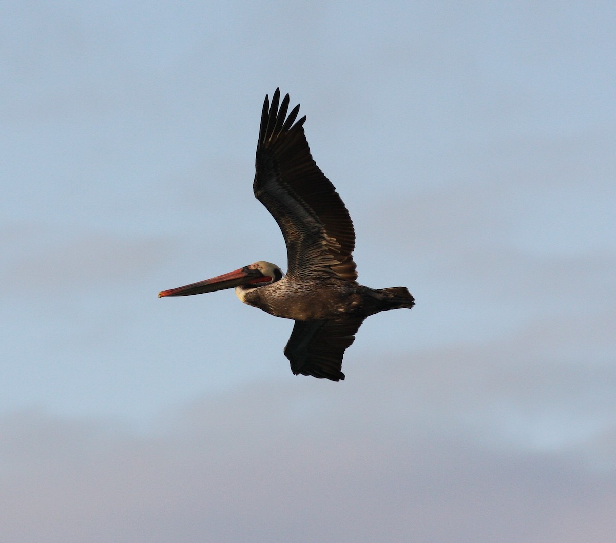 Brown Pelican - David Vander Pluym