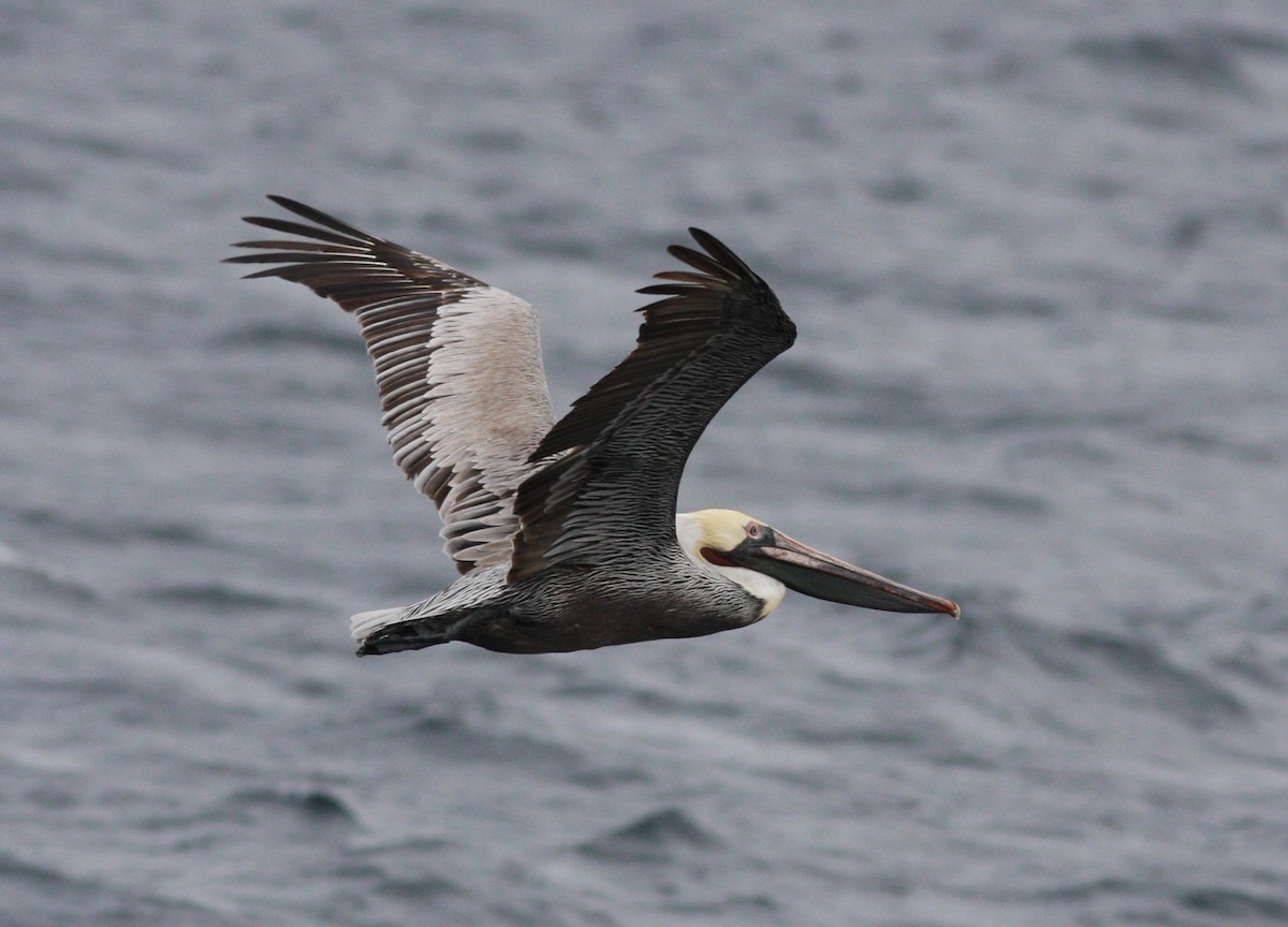 Brown Pelican - David Vander Pluym