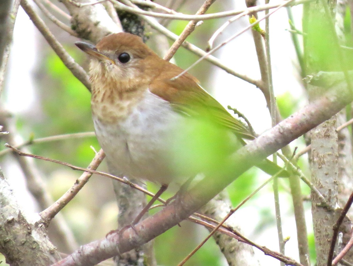 Veery - James Hirtle