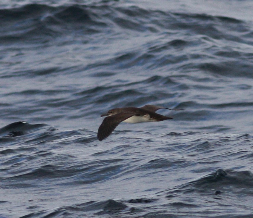 Black-vented Shearwater - David Vander Pluym