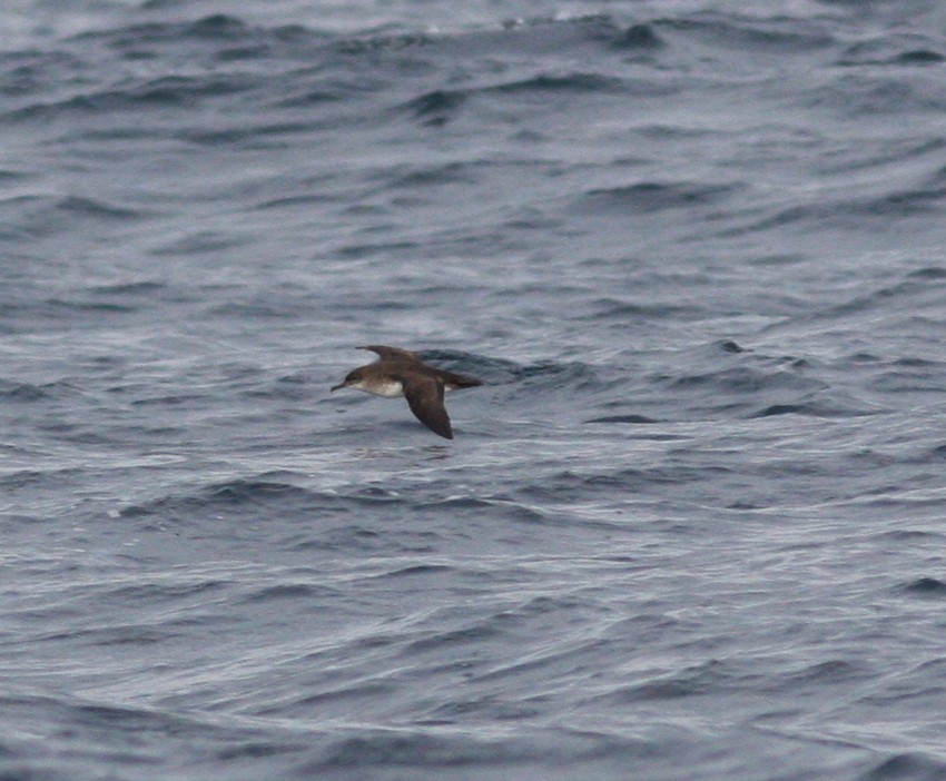 Black-vented Shearwater - David Vander Pluym