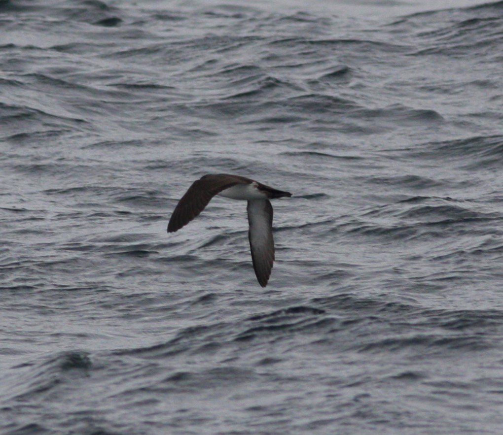 Black-vented Shearwater - David Vander Pluym