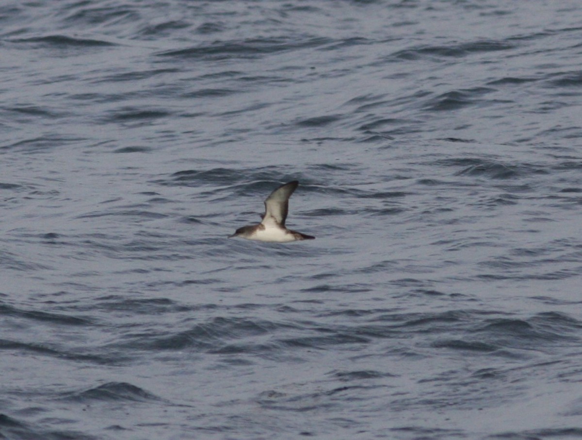 Black-vented Shearwater - David Vander Pluym