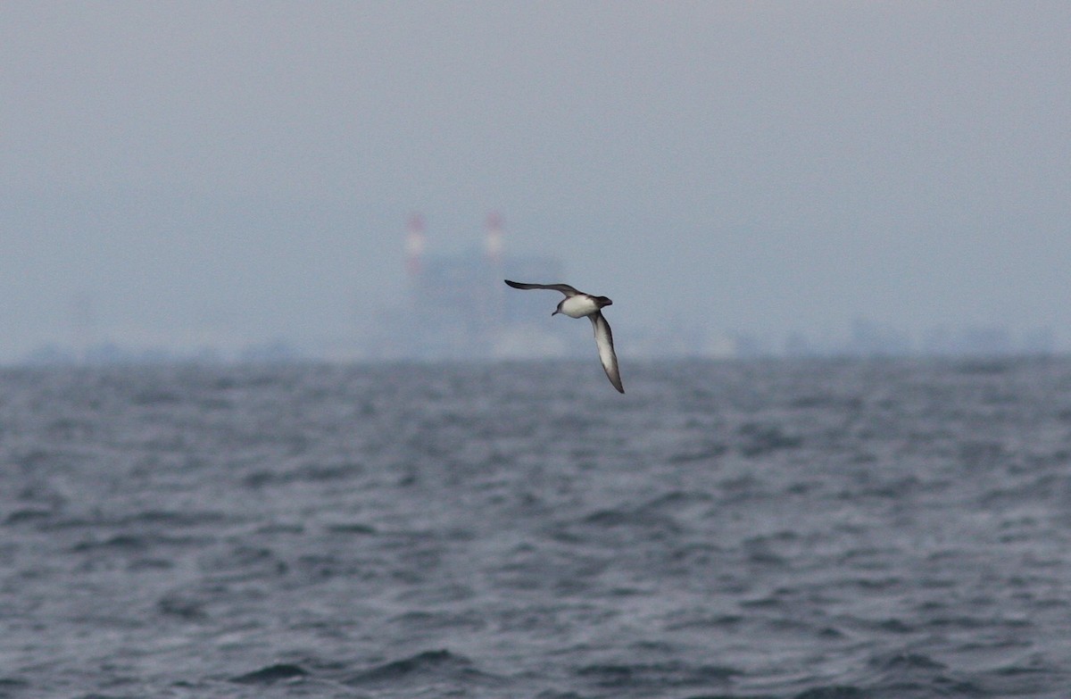 Black-vented Shearwater - David Vander Pluym