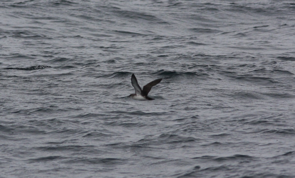 Black-vented Shearwater - David Vander Pluym