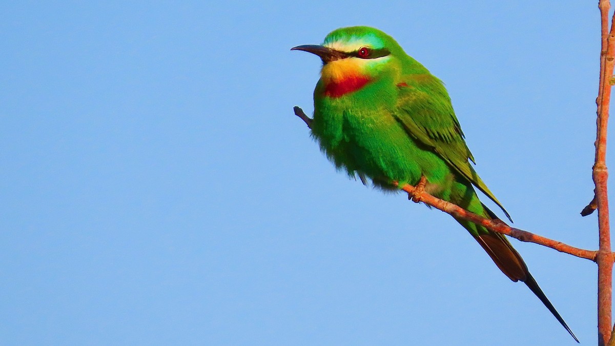 Blue-cheeked Bee-eater - Noah Isakov