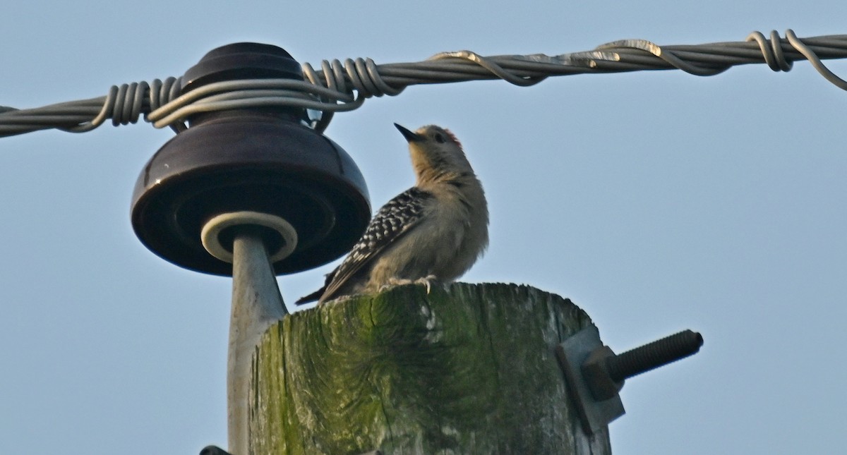 Red-bellied Woodpecker - ML619484348