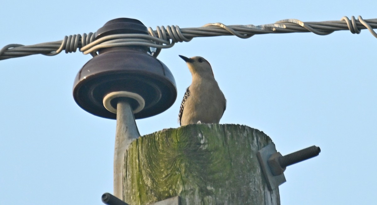 Red-bellied Woodpecker - ML619484351