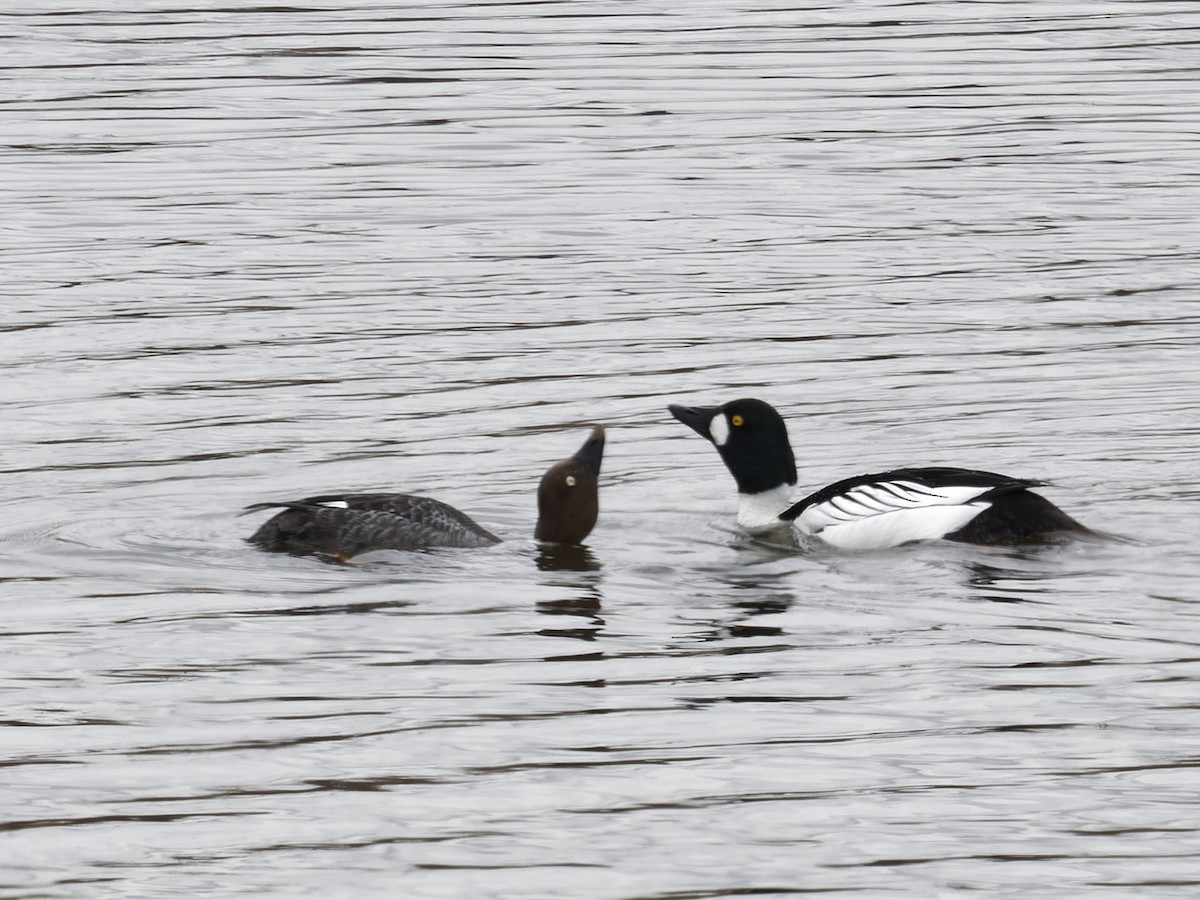 Barrow's Goldeneye - Edith Holden