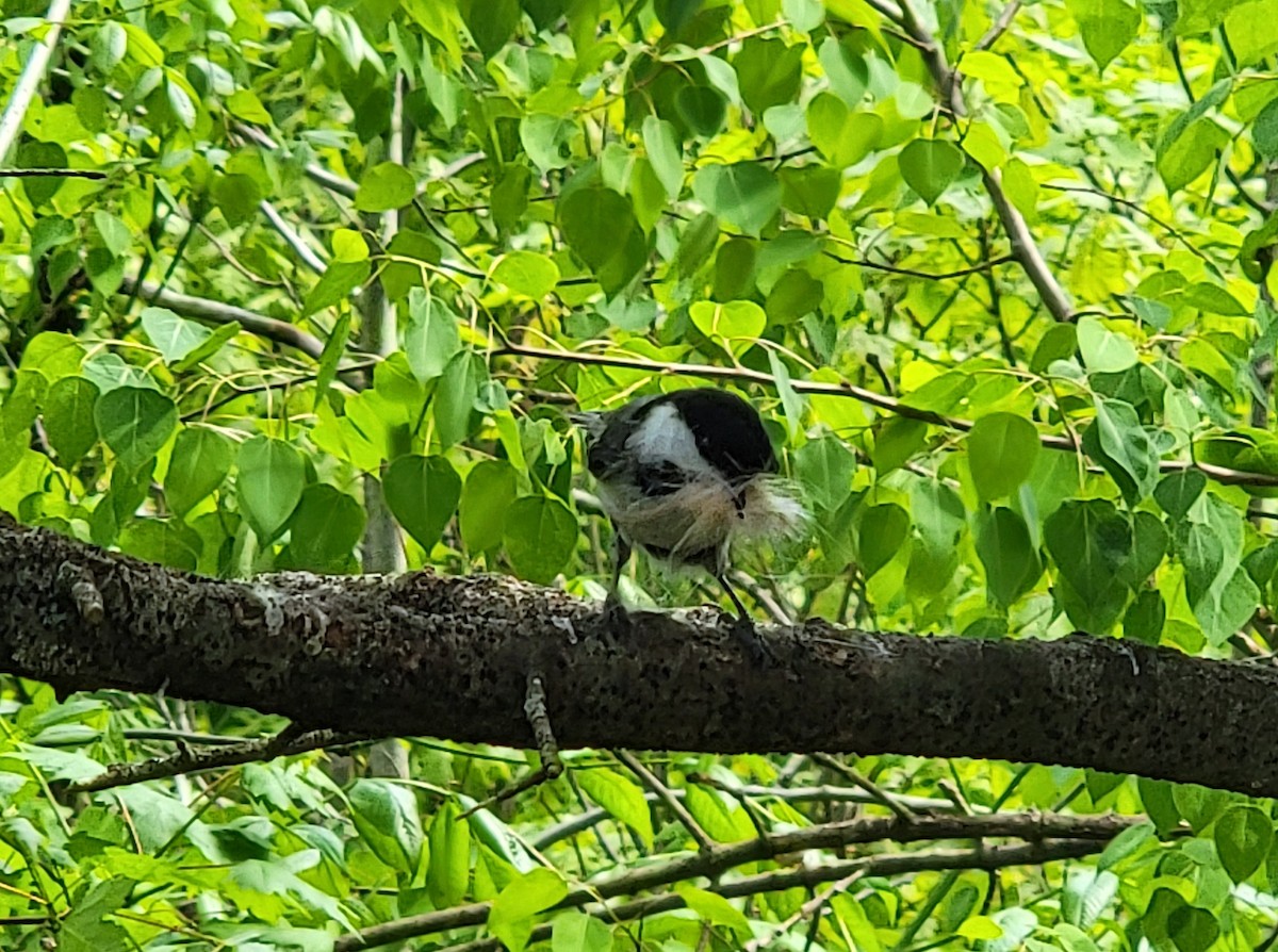 Black-capped Chickadee - Kathie Brown