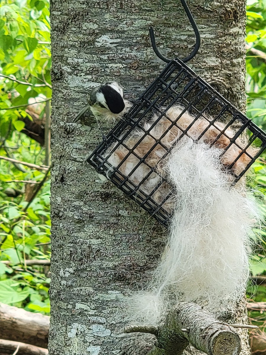 Black-capped Chickadee - Kathie Brown