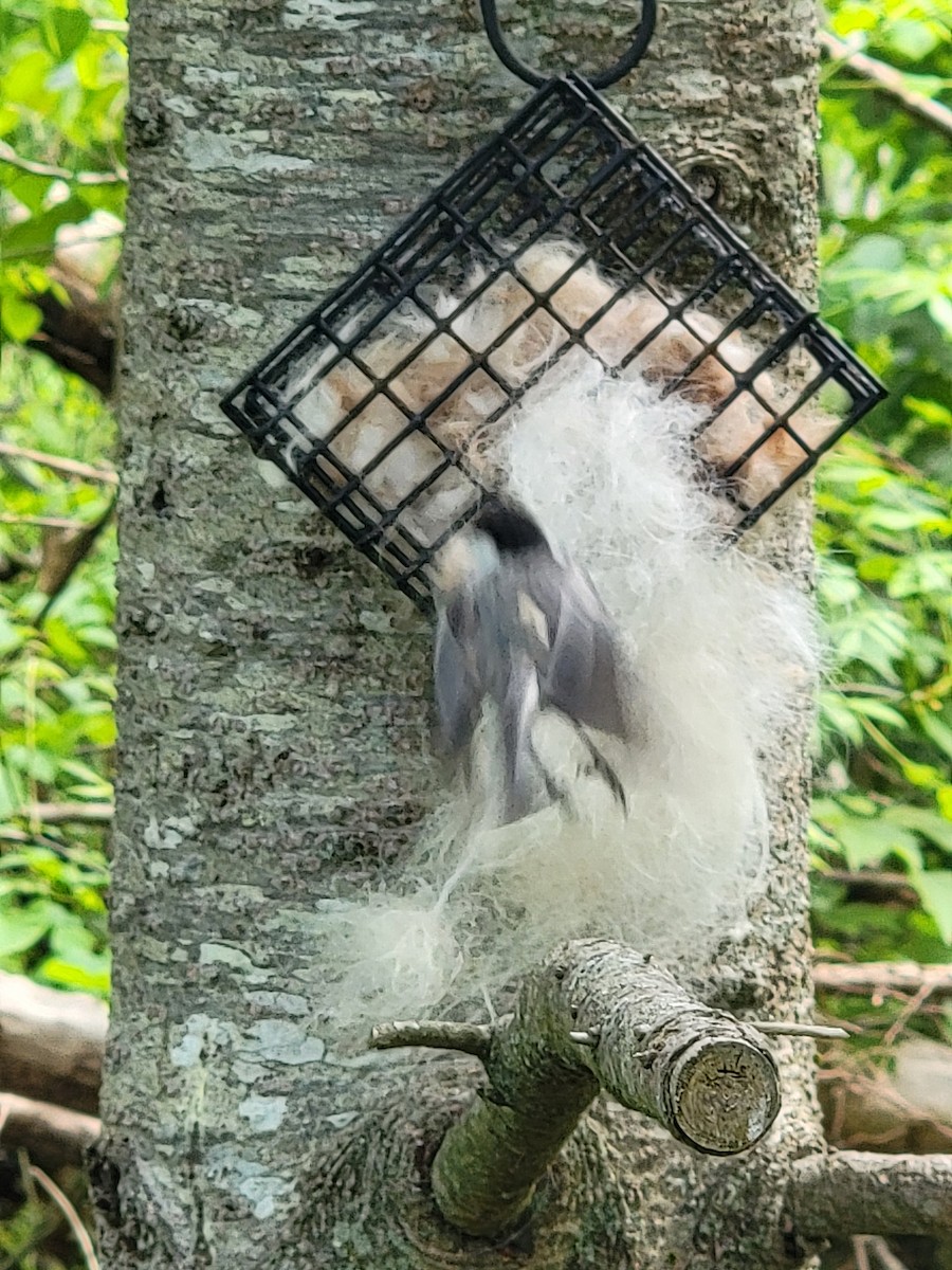 Black-capped Chickadee - Kathie Brown