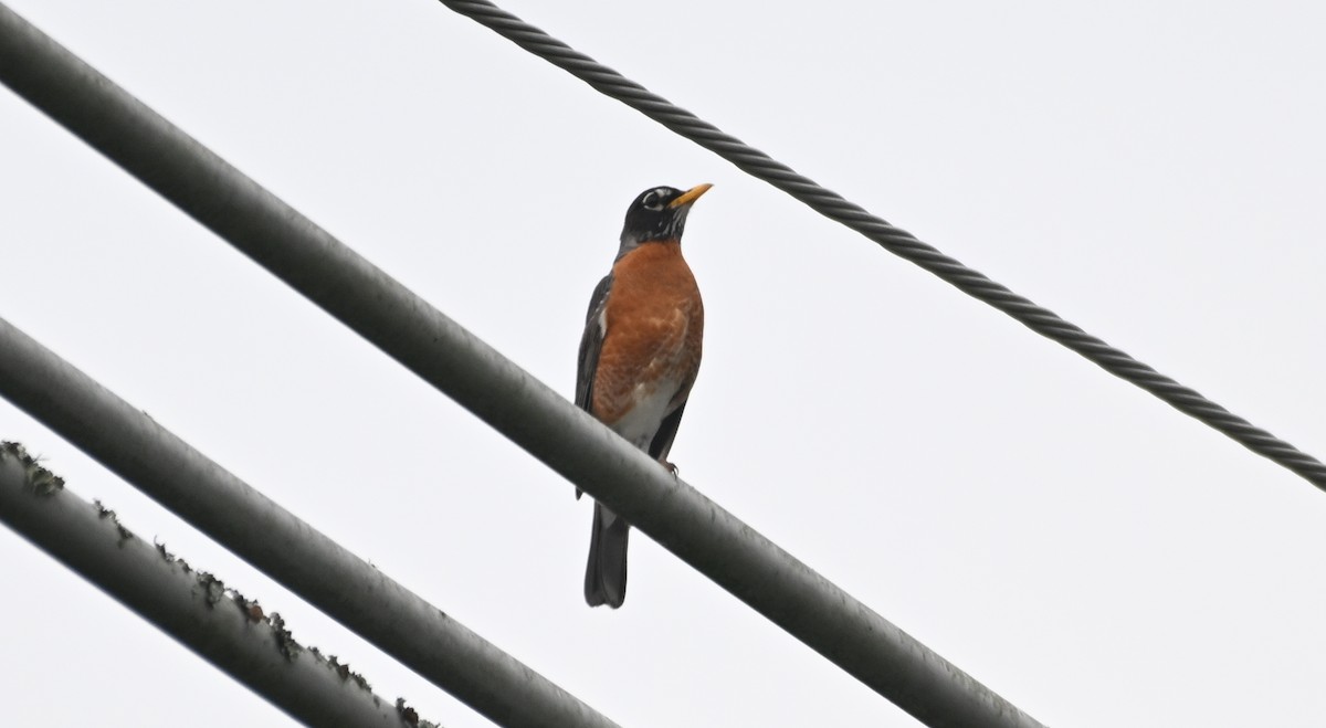 American Robin - ML619484365