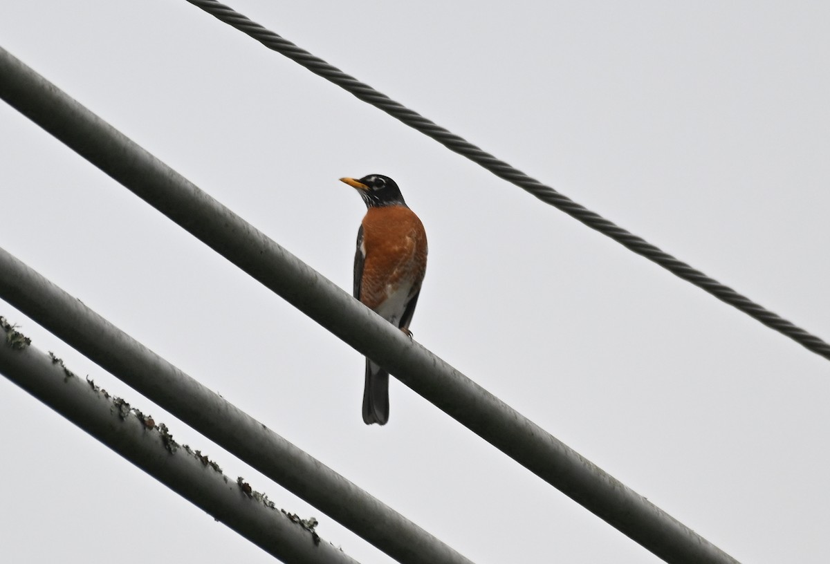 American Robin - ML619484366