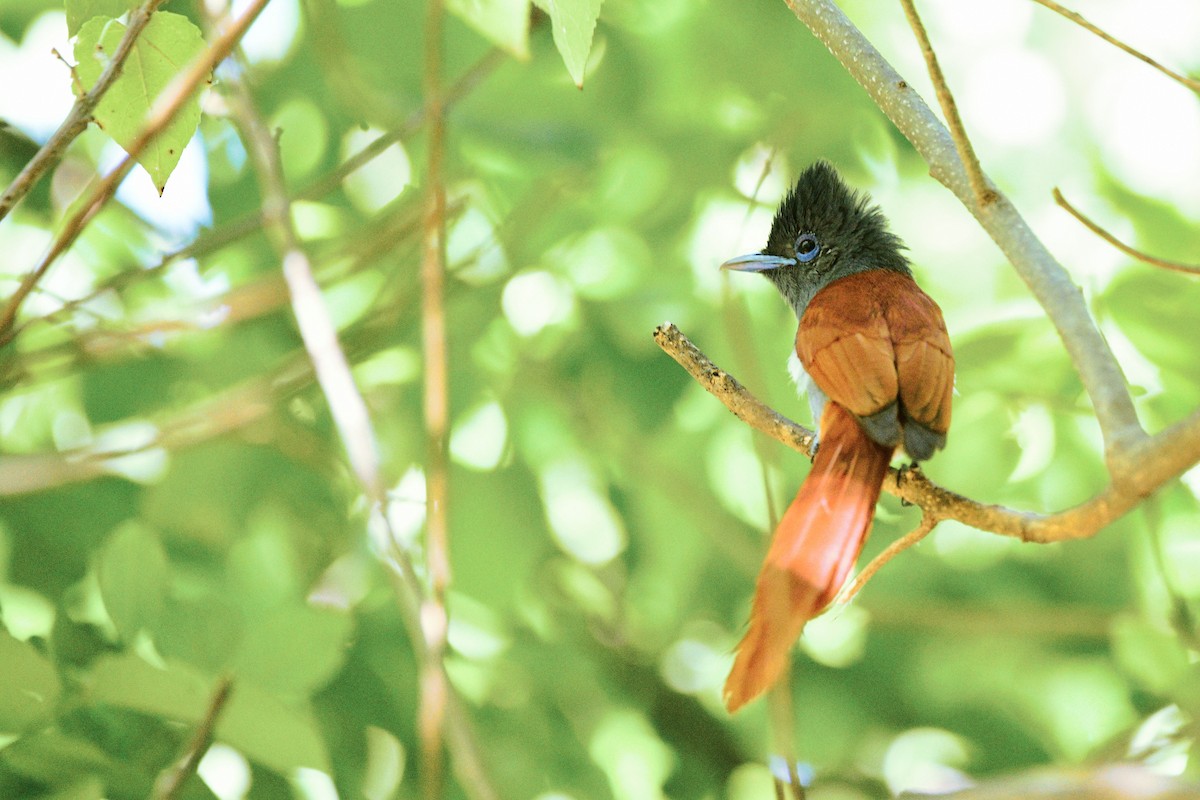 African Paradise-Flycatcher - Cole Penning