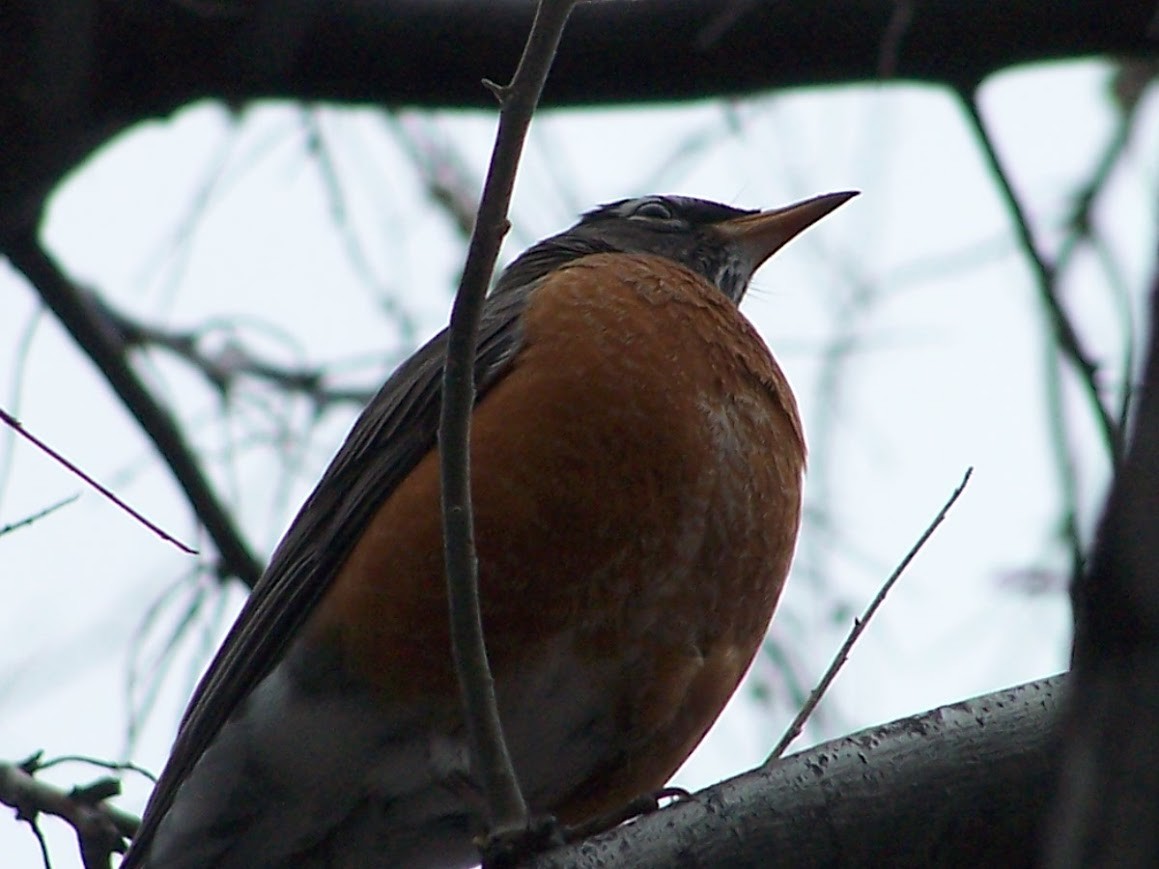 American Robin - Jonathan Saluone, Junior