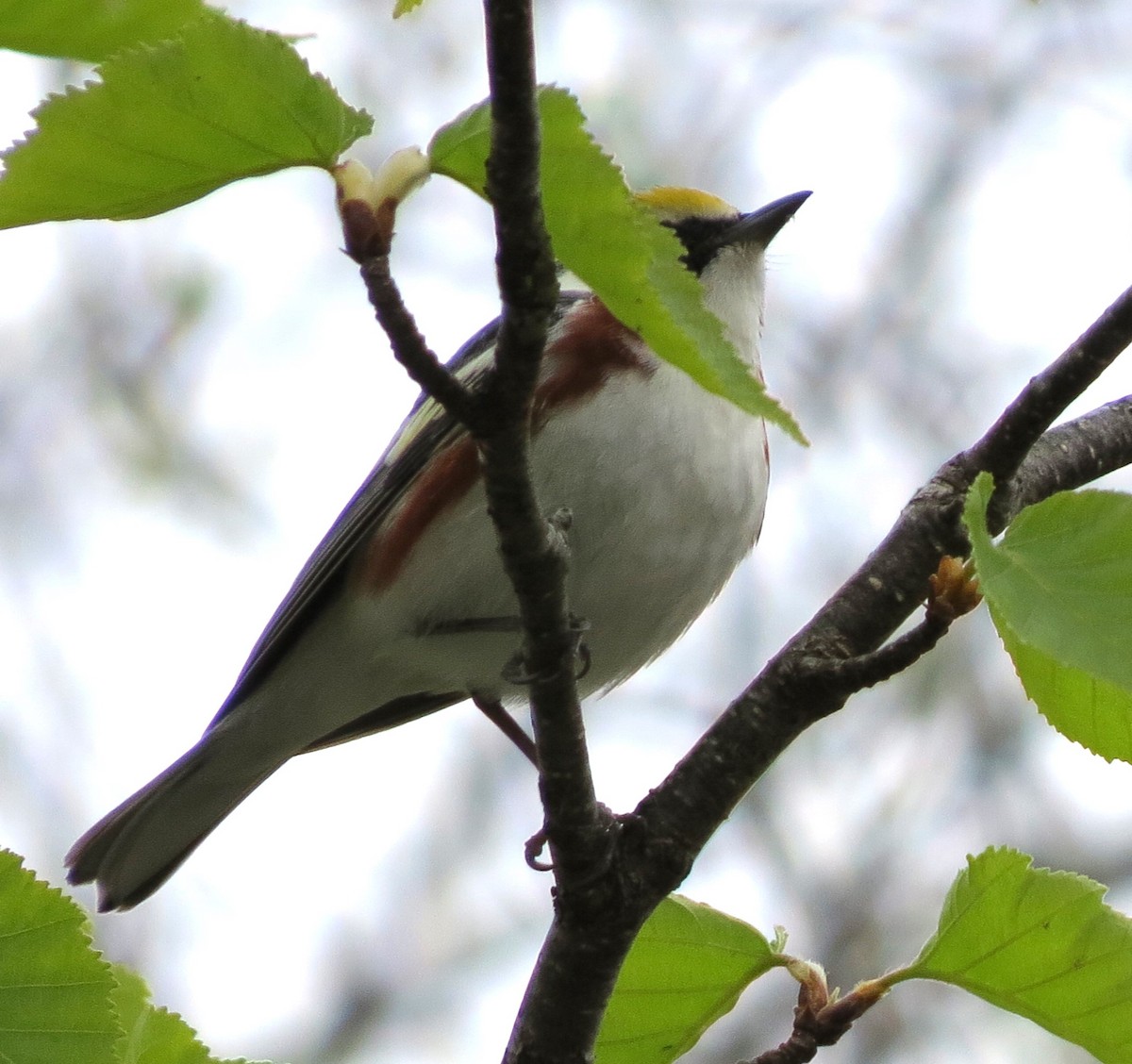 Chestnut-sided Warbler - James Hirtle