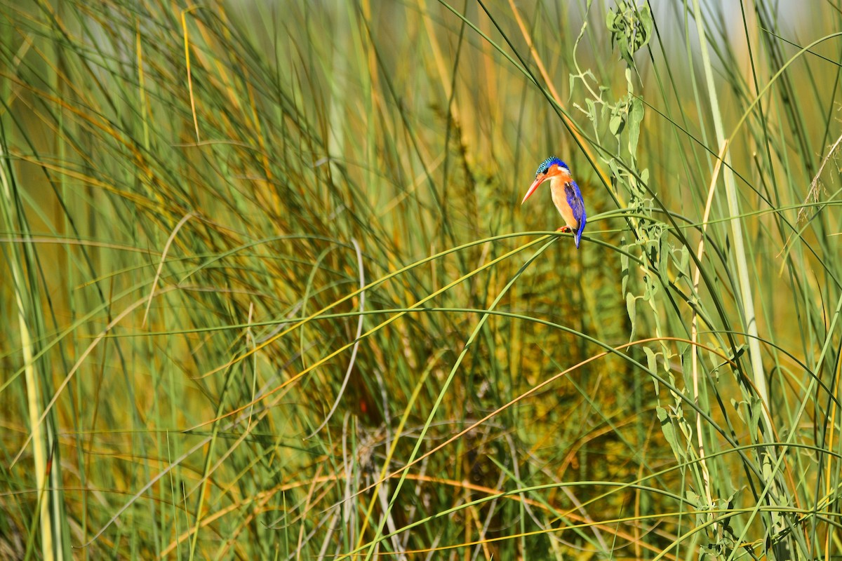 Malachite Kingfisher - ML619484383