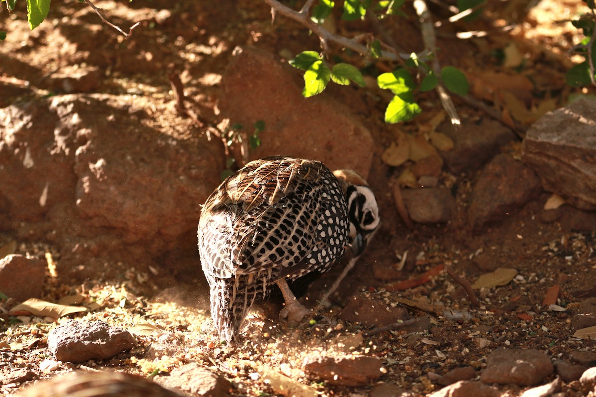 Montezuma Quail - Jesse Pline