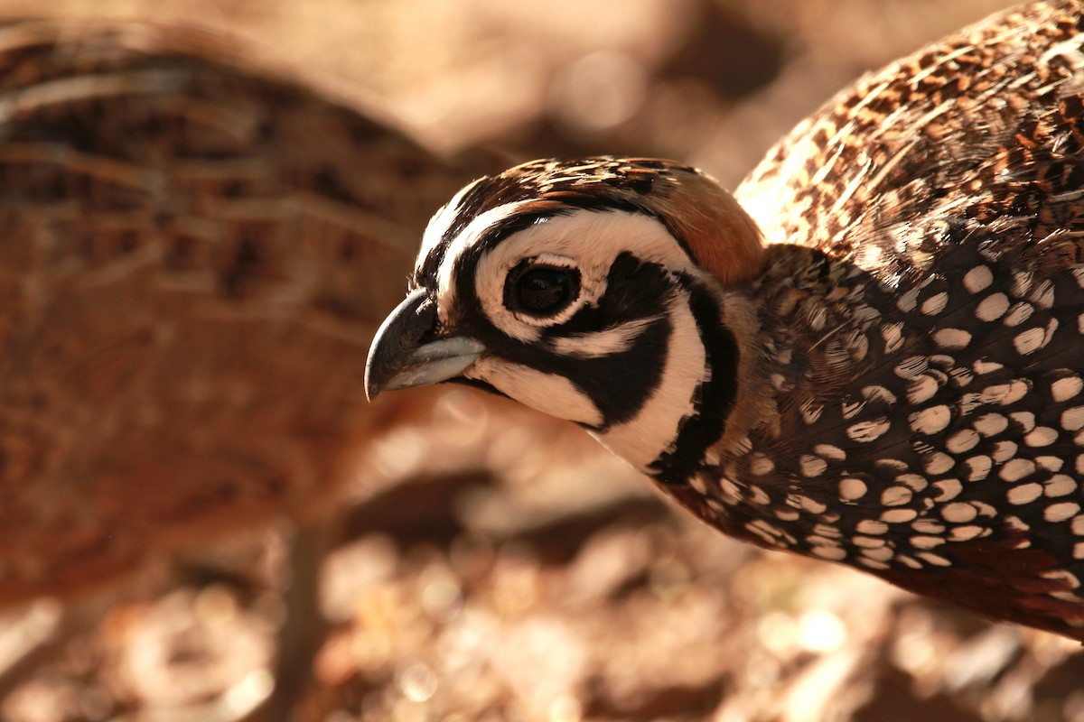 Montezuma Quail - Jesse Pline