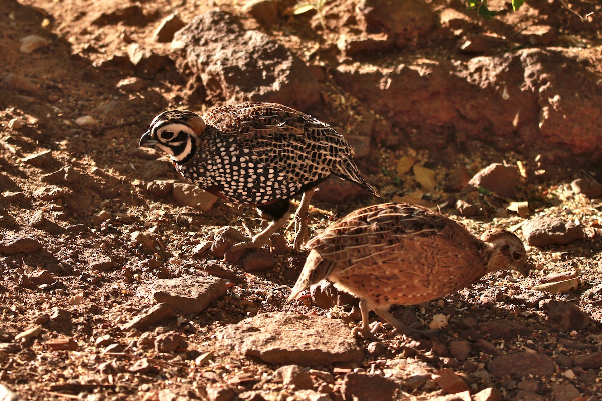 Montezuma Quail - Jesse Pline