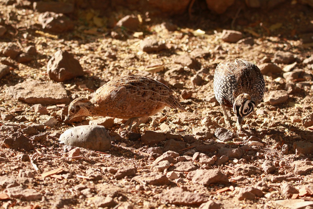 Montezuma Quail - Jesse Pline