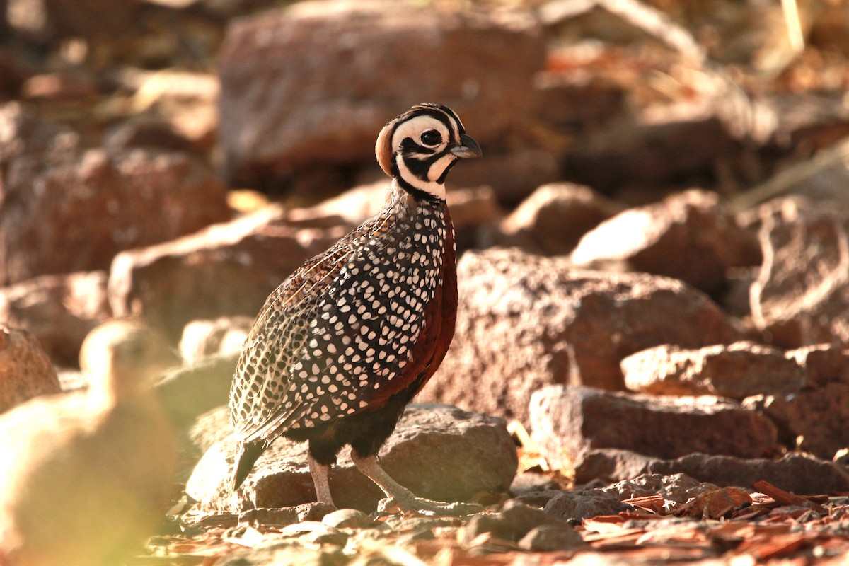 Montezuma Quail - Jesse Pline