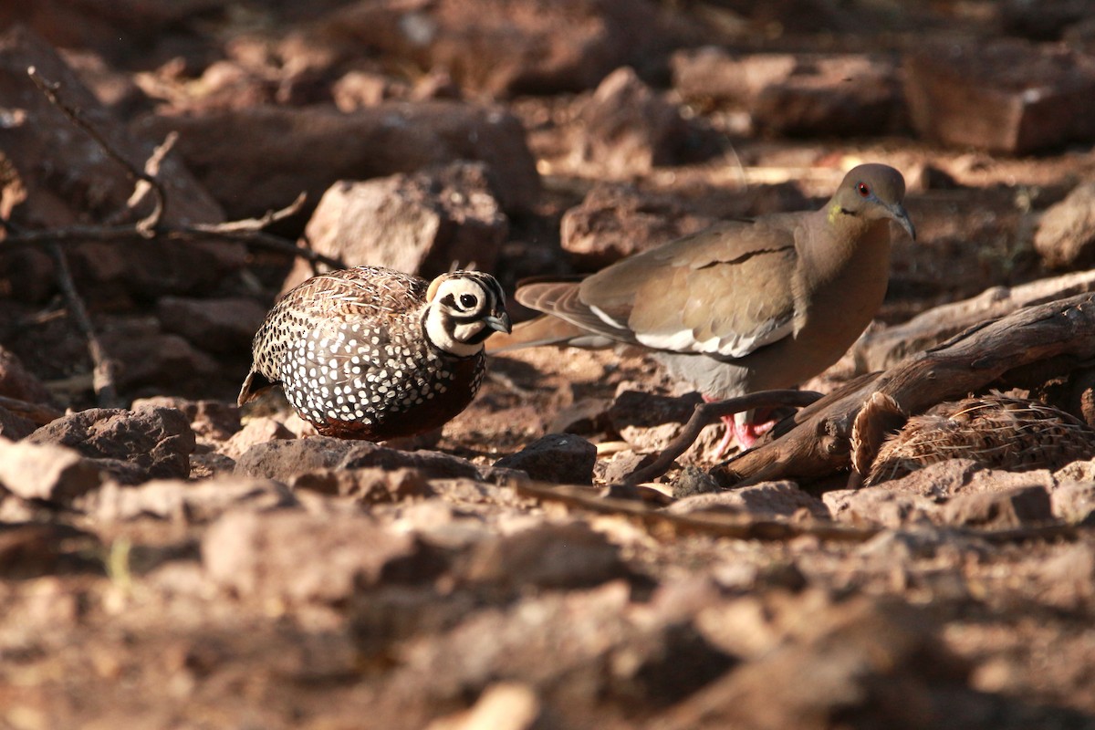 Montezuma Quail - Jesse Pline