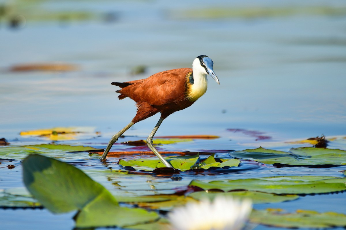 Jacana à poitrine dorée - ML619484406