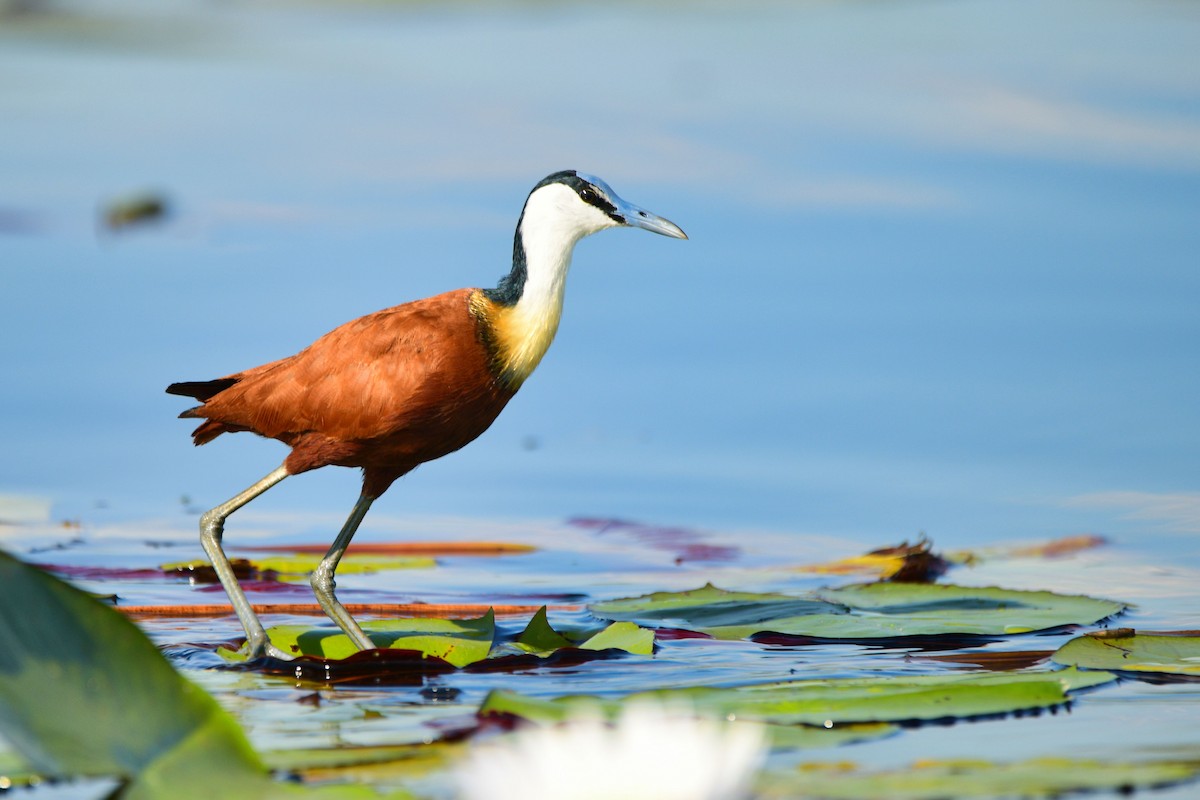 Jacana à poitrine dorée - ML619484407