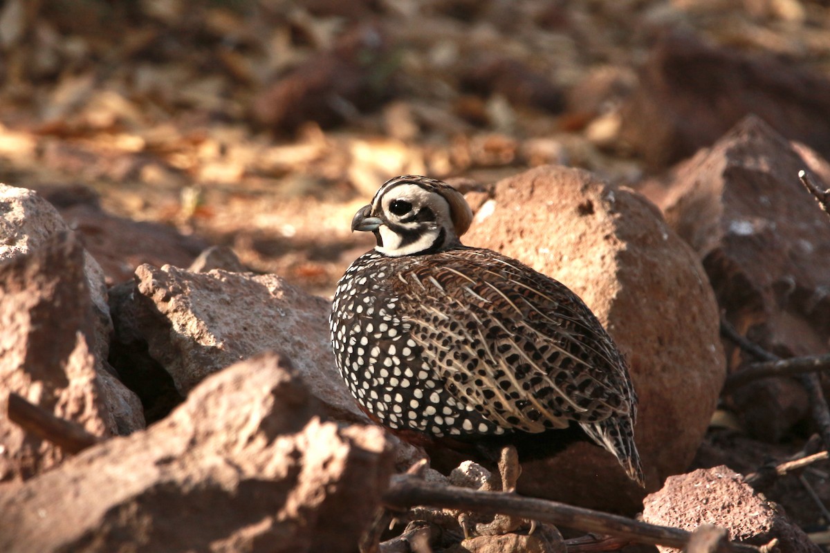 Montezuma Quail - Jesse Pline