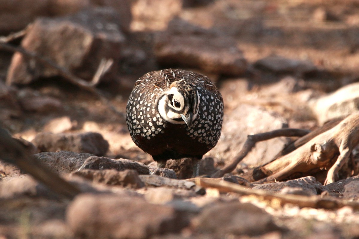 Montezuma Quail - Jesse Pline