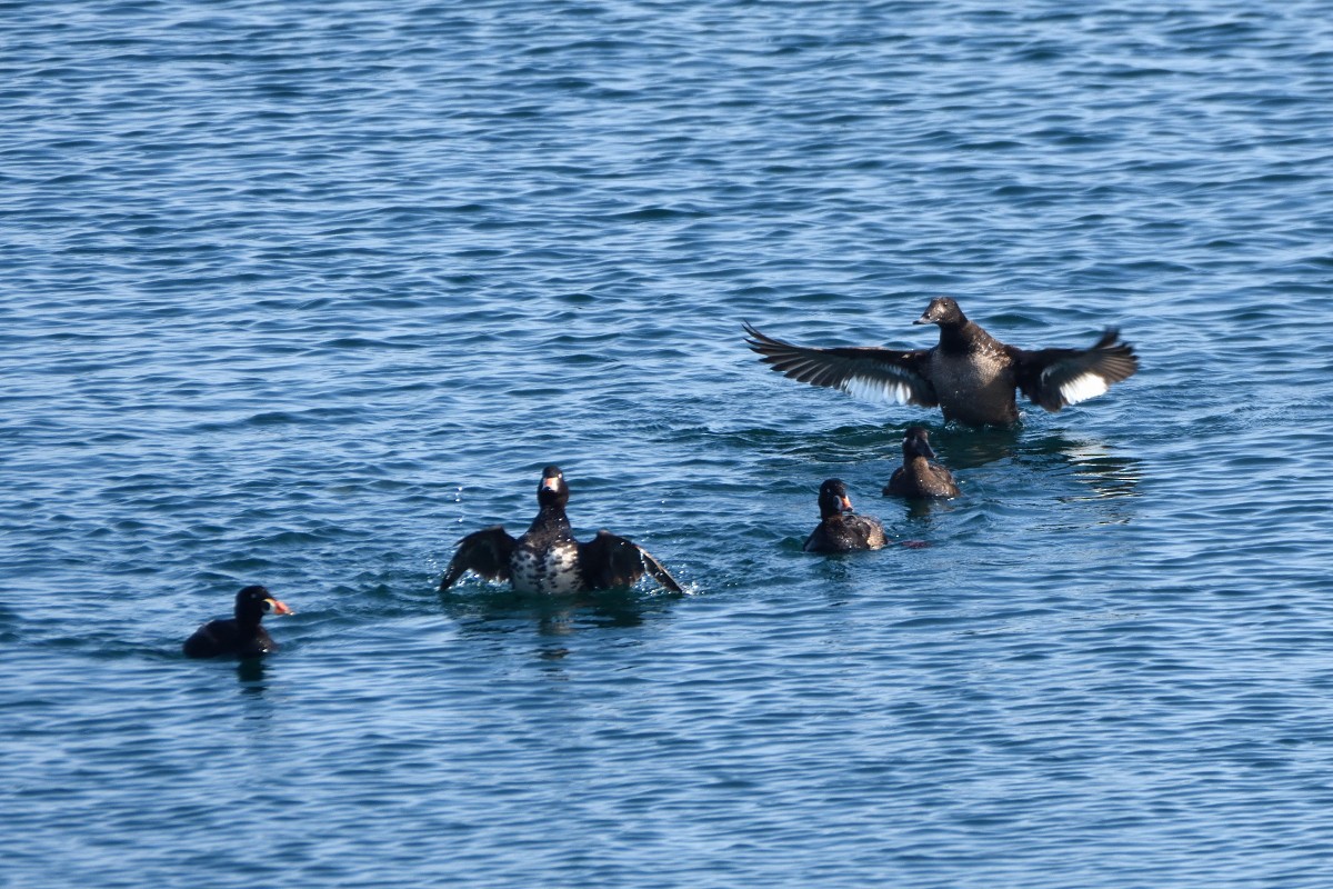 Surf Scoter - ML619484420