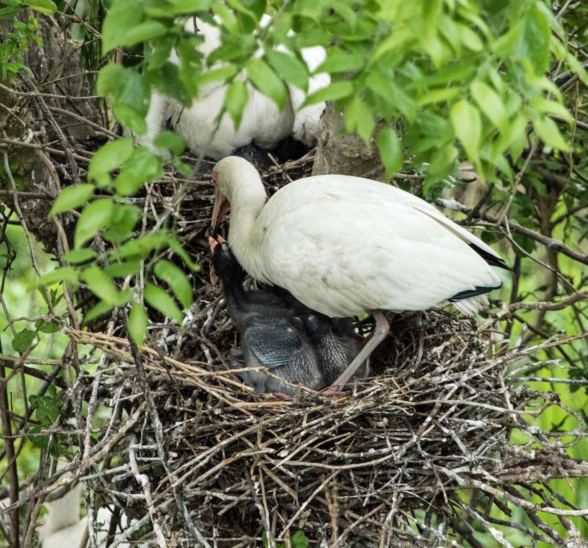 White Ibis - David Hayes