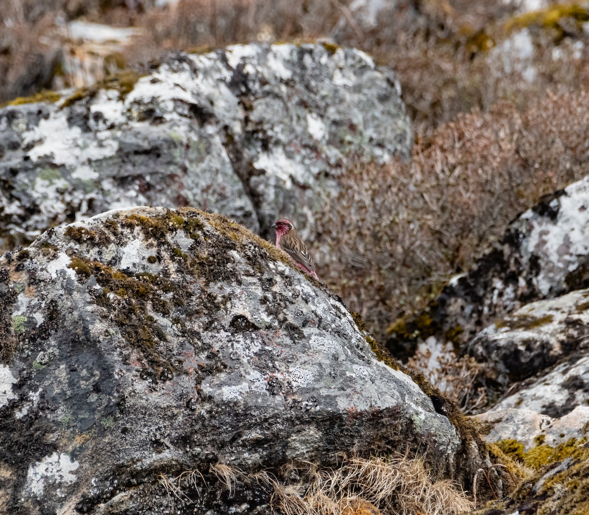 Himalayan White-browed Rosefinch - ML619484426