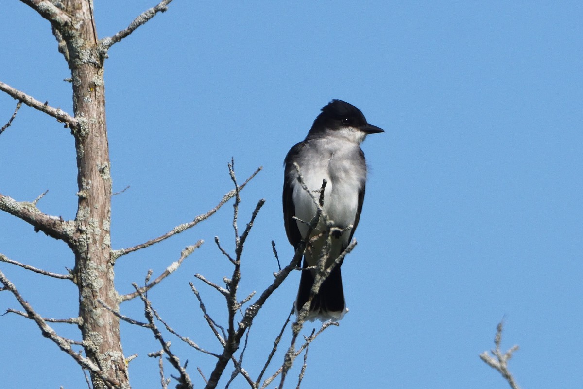 Eastern Kingbird - ML619484431