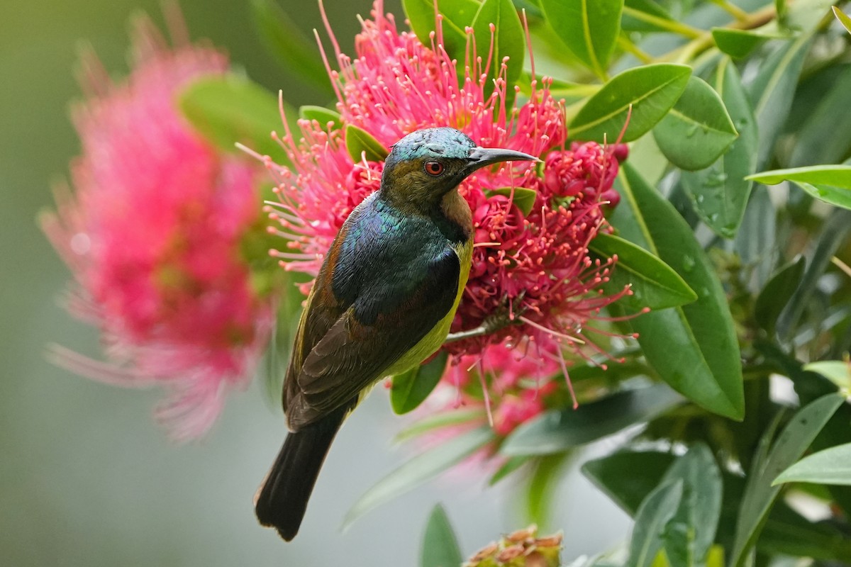 Brown-throated Sunbird - Daniel Json