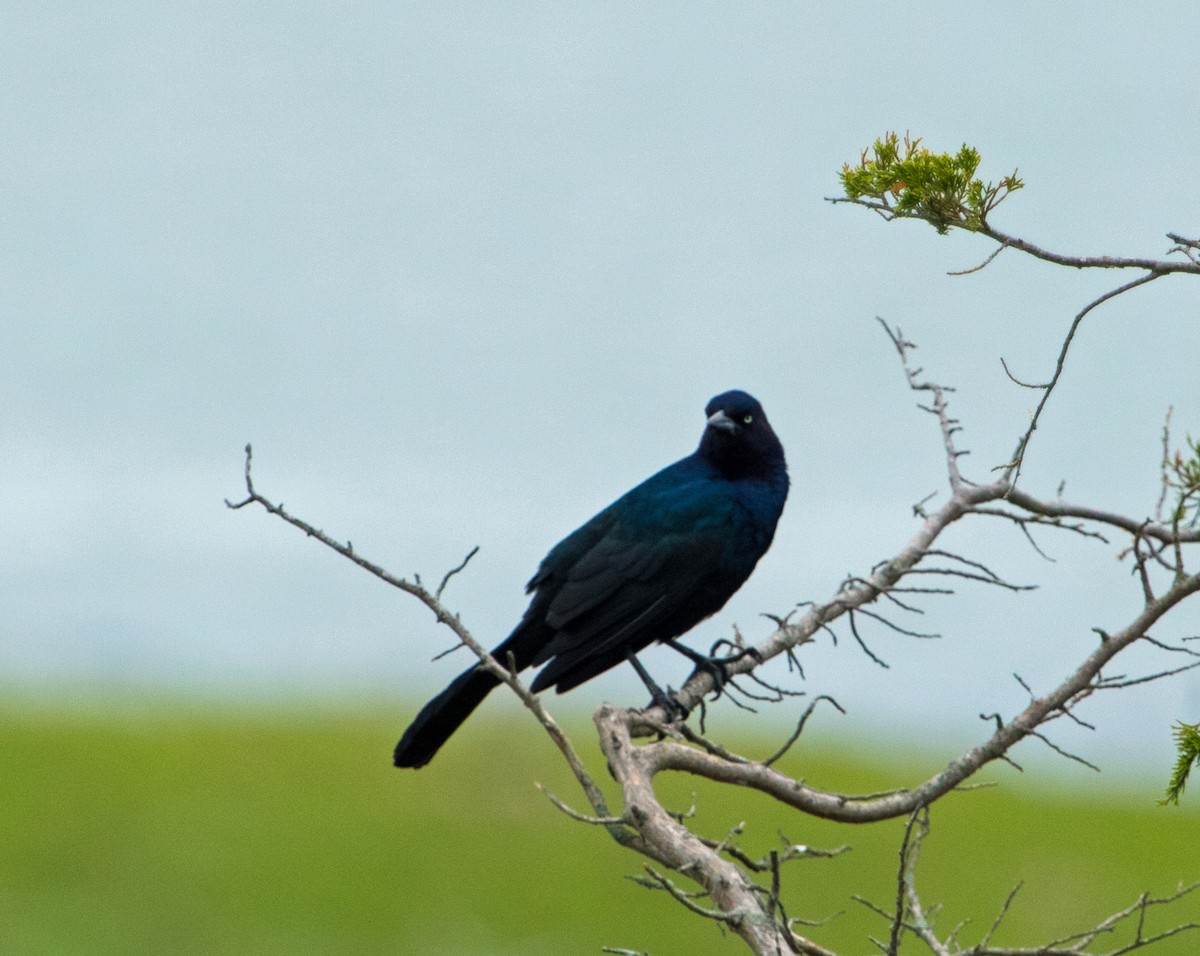 Boat-tailed Grackle - David Hayes