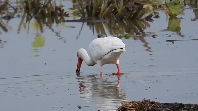 ibis bílý - ML619484446