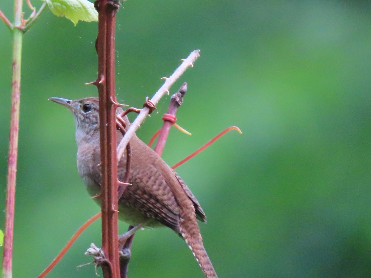 House Wren - Jannie Shapiro