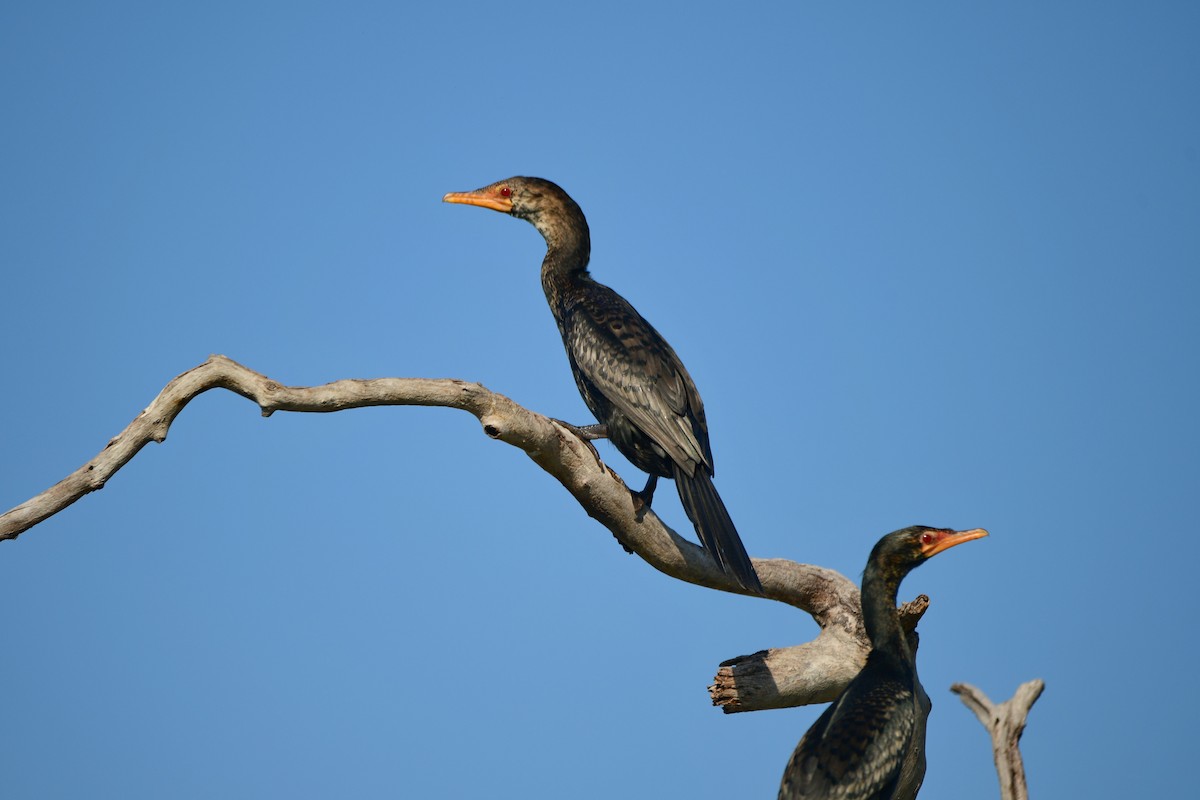 Long-tailed Cormorant - Cole Penning