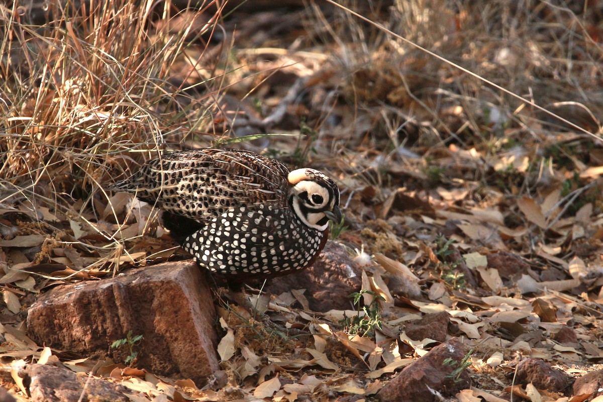 Montezuma Quail - Jesse Pline