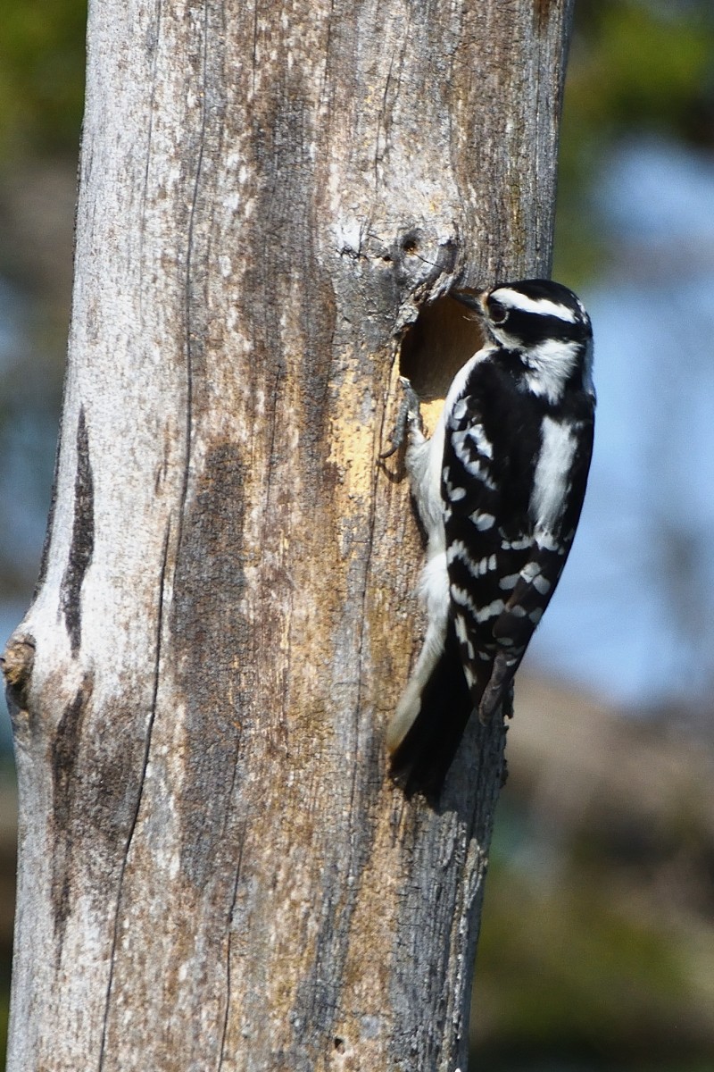 Downy Woodpecker - ML619484455