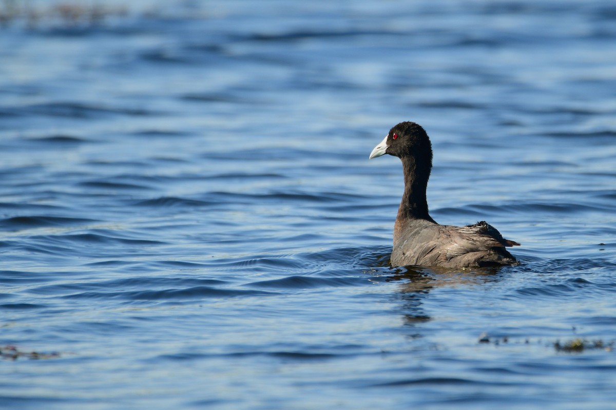 Red-knobbed Coot - Cole Penning
