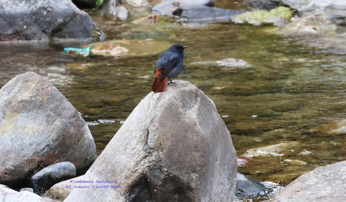 Plumbeous Redstart - Argrit Boonsanguan